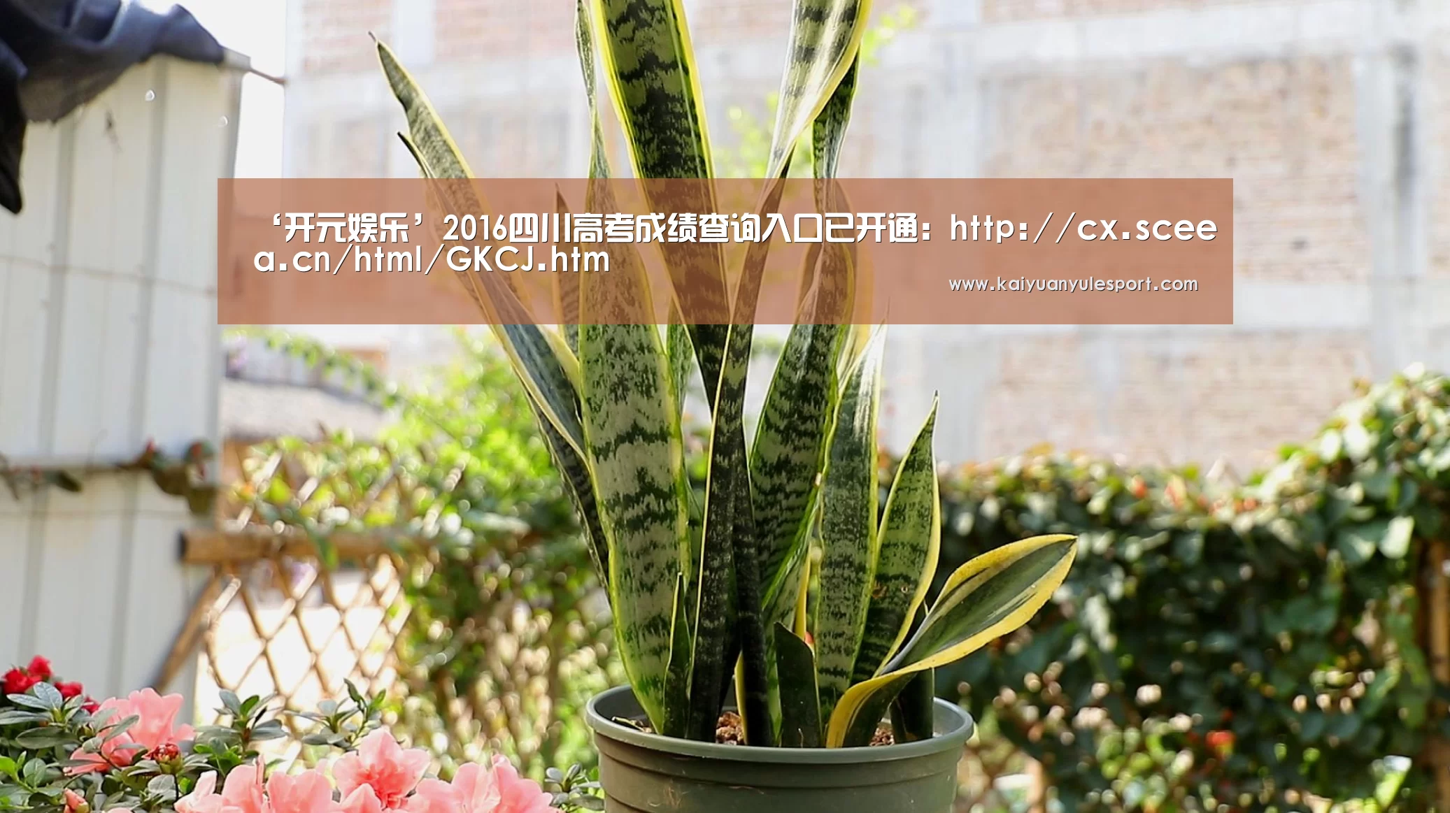 ‘开元娱乐’2016四川高考成绩查询入口已开通:http://cx.sceea.cn/html/GKCJ.htm(图1) 开元娱乐app